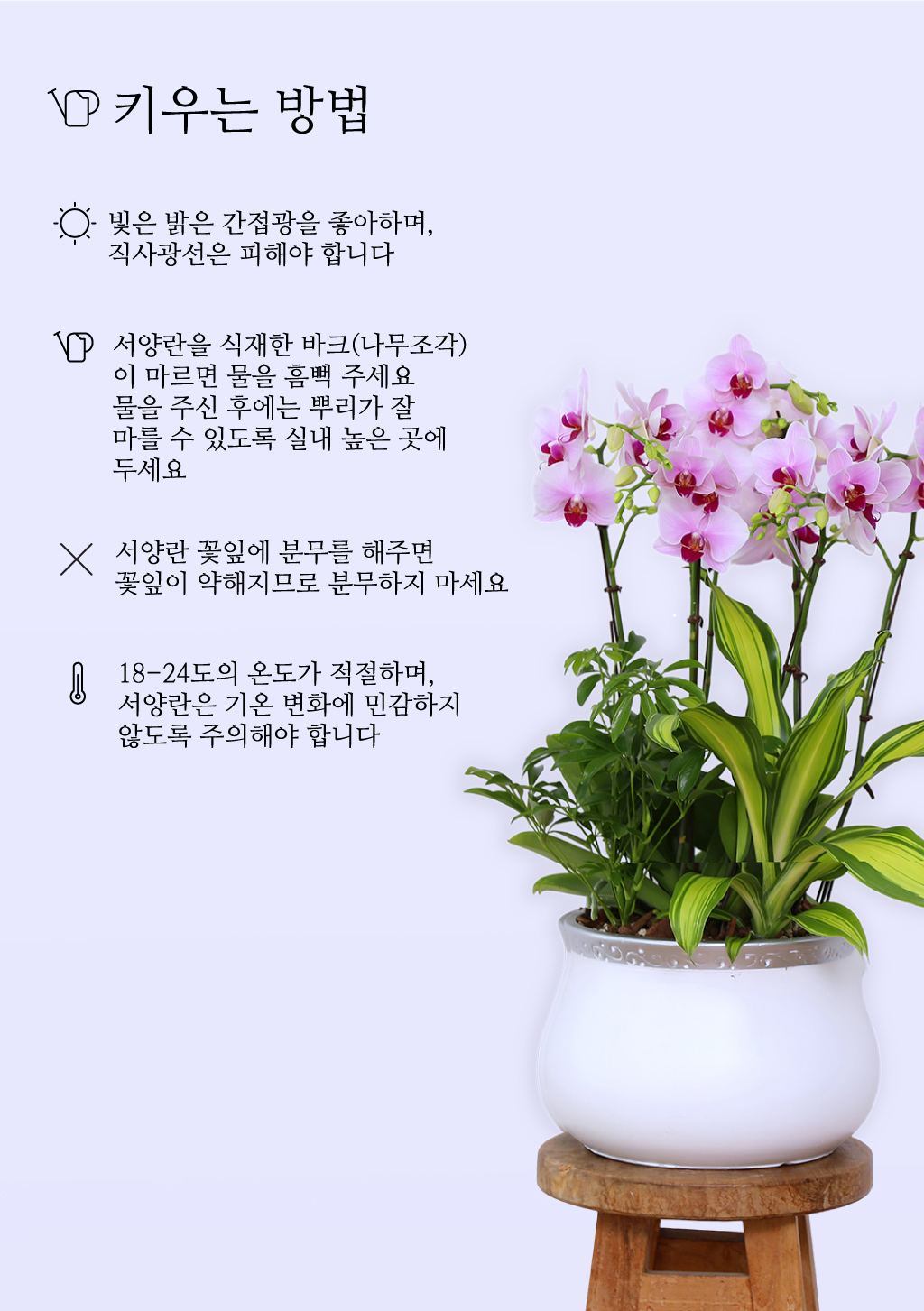 귀한 분을 위한 특별한 축하, 핑크 호접란
