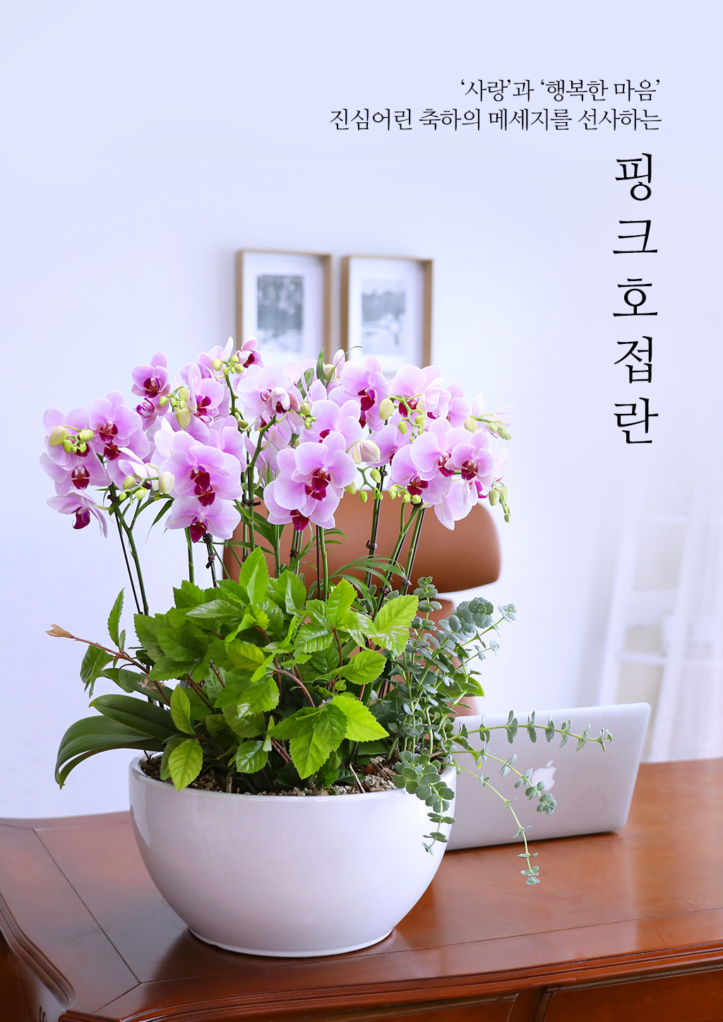 특별한 순간을 위한 최고의 선택, 최고급 핑크 호접란