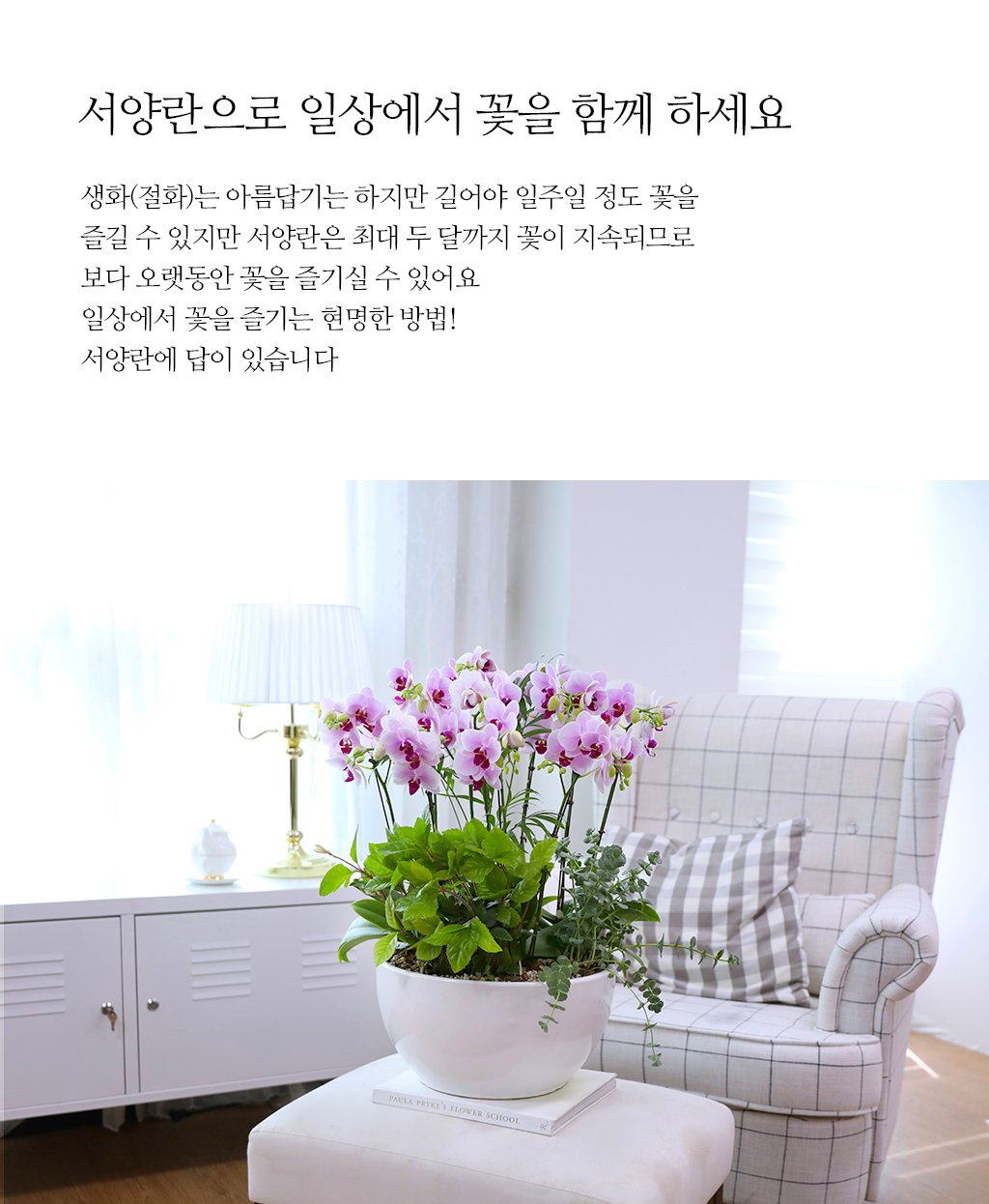 특별한 순간을 위한 최고의 선택, 최고급 핑크 호접란