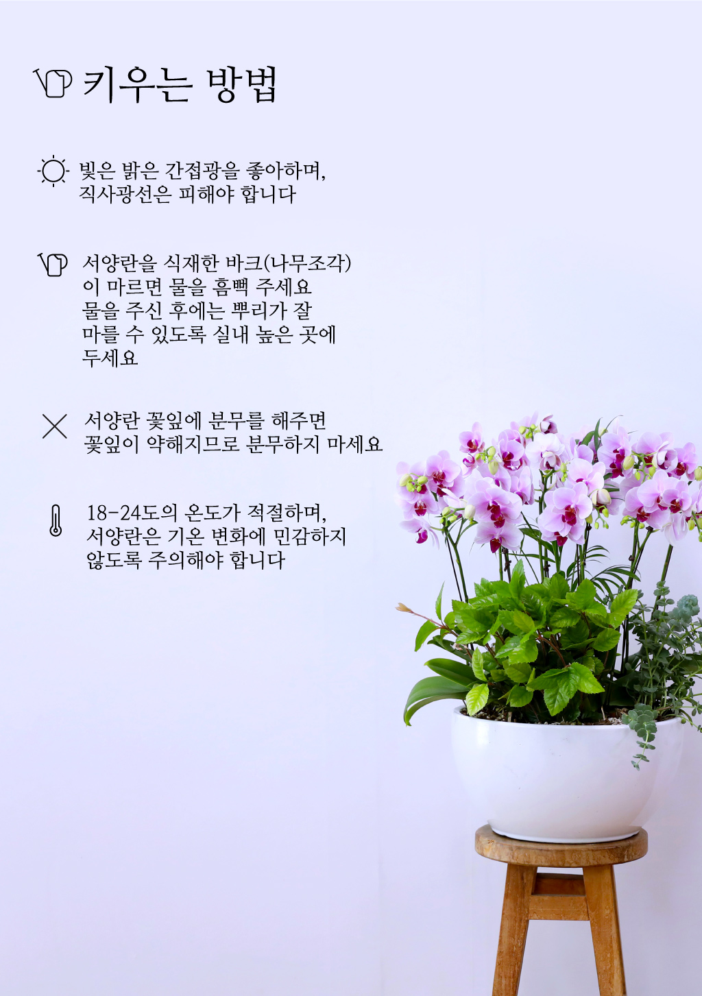 특별한 순간을 위한 최고의 선택, 최고급 핑크 호접란